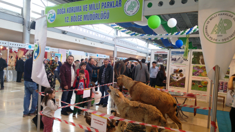 Doğa Koruma Müdürlüğü'nün standında 'doldurma hayvan' skandalı