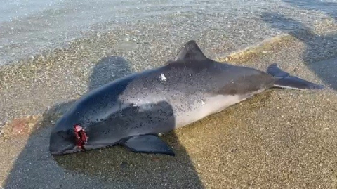 Başından vurulmuş yavru yunus balığı karaya vurdu