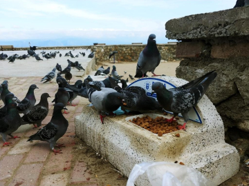 Bursa’da sokak hayvanlarına 62 ton mama