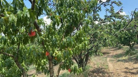 Şeftalide hasat başladı, rekoltede yüzde 50 düşüş var