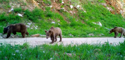 Bursa'nın yaban hayatı gözlem altında