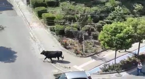 Bursa’da kurbanlık dana kaçtı, mahalleli kovaladı