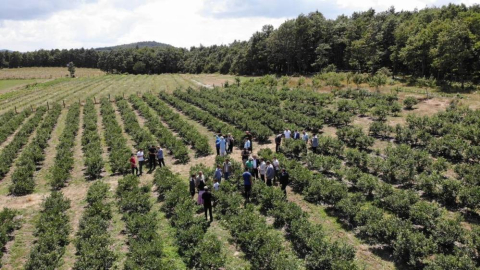 İznik’te yaban mersini festivali