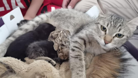 Bursa'da köpek saldırısından kurtulan tavşanın annesi kedi oldu