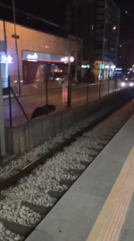 Bursa'nın yollarında başıboş atlar cirit atıyor  