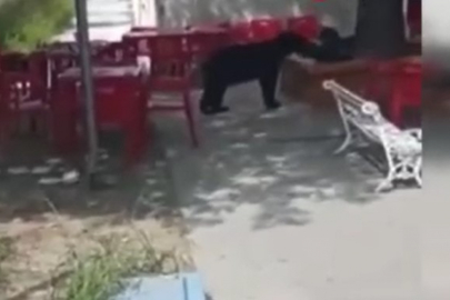 Üniversite kampüsüne ayı girdi