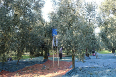 Marmarabirlik ürün alım fiyatlarını arttırdı