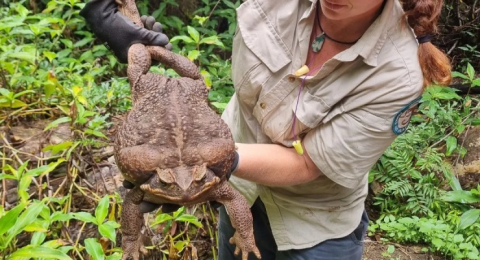 Dünyanın en büyük kara kurbağası bulundu