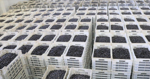 Bursa'da zeytin üreticilerine bayram öncesi 351 milyon TL ödeme yapılacak 