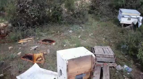 Bursa'da aç kalan ayı arı kovanlarını parçaladı