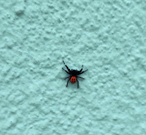 Denizli’de görüldü: Dünyada zehirli örümcek türleri arasında yer alıyor