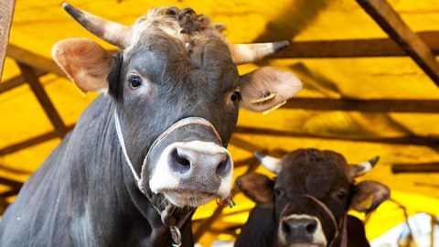 Kurbanlık fiyatları büyükbaşta yüzde 140,5 arttı