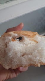 Ekmeğin içinden hamam böceği çıktı