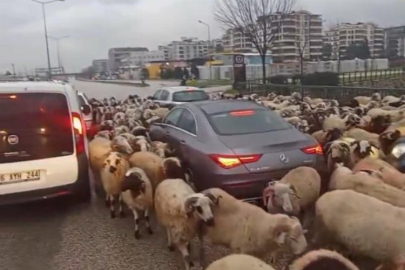 Bursa'da koyun sürüsü çevre yoluna çıktı, trafikte uzun kuyruklar oluştu