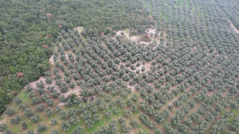 Bursa'da üzerlerine mıcır dökülen zeytin ağaçları  kuruyor  