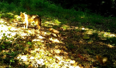 Uludağ'ın yavru hayvanları fotokapana yakalandı!