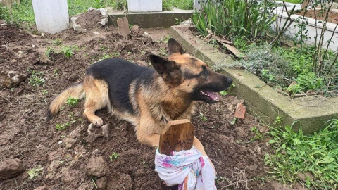 Bursa'da bir köpek 52 gündür sahibinin mezarından ayrılmıyor