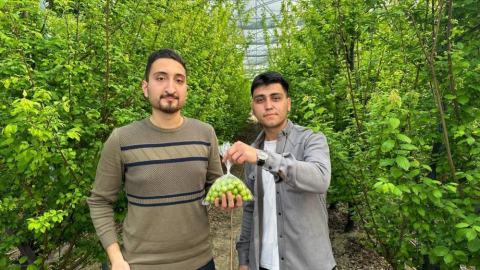 Bursa'da eriğin ilk hasadı yapıldı: Altınla yarışıyor