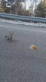 Bursa'da aç kalan tilkileri elleriyle beslediler  