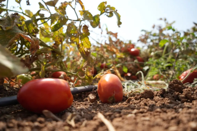 Bursa'da sosyal medyadan çağrı yaptı, tarlada kalan domatesi bedava dağıttı