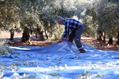 Mudanya zeytin turizmiyle markalaşacak