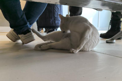 Bursa'da bacağı kırılan kedi Devlet Hastanesi aciline geldi!