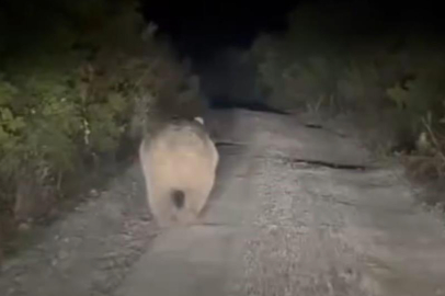 Bursa'da yolu kaybeden ayı kamerada