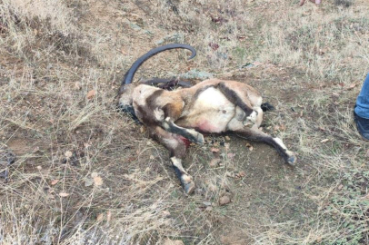 Yaban keçisi avlayan İYİ Parti Milletvekili Ünal Karaman ile 3 kişiye 700 bin TL ceza