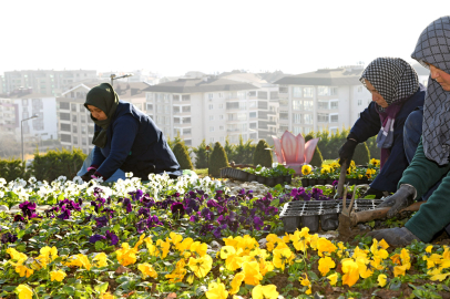 Osmangazi'de 300 bin kış çiçeği toprakla buluşuyor
