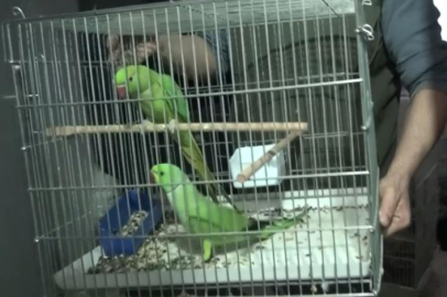 Bursa'da egzotik tür kaçak papağanlar ele geçirildi
