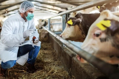 Veteriner Hekimler Odası Başkanı Baysal: Bursa’da şap hastalığının çıkma nedeni dışarıdan gelen hayvanlar