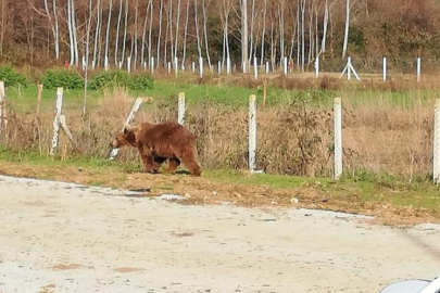 Bursa'da barınaktan kaçan ayı 9 gün sonra yakalandı