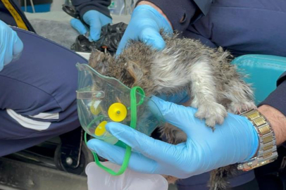 Bursa'da alevlerin arasında kalan yavru kediyi itfaiye kurtardı, oksijenle hayata döndü