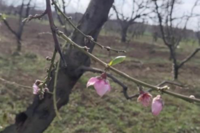 Bursa'da şeftali ağaçları erken çiçek açtı