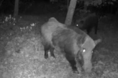 Bursalı doğa tutkunu, yaban hayatını kayıt altına alıyor