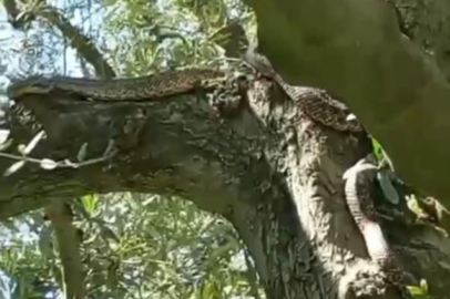 Bursa'da ağaca sarılı 2,5 metre boyunda yılan görüldü