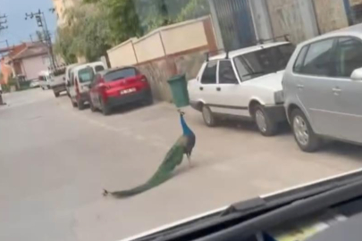 Bursa'da sokak ortasında tavus kuşu görüldü