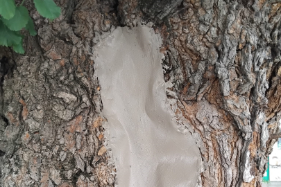 Osmangazi'de asırlık ağacın yaraları sarıldı