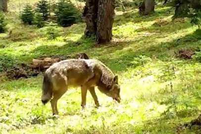 Nesli tükenmekte olan Bozkurt, Bursa'da görüntülendi