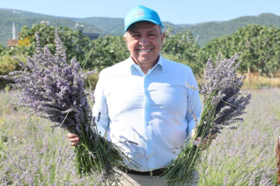 Nilüfer’de lavanta hasadı başladı