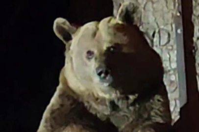 Uludağ'da boz ayı paniği