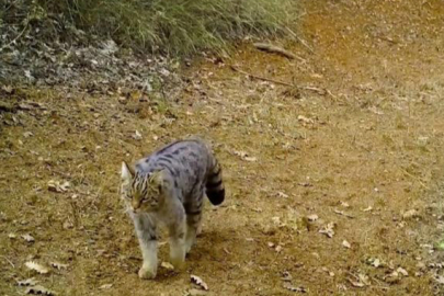 Uludağ'ın zirvesi doğal hayvanat bahçesi