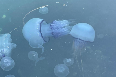 Gemlik Körfezi'nde müsilaj başladı denizanaları öldü