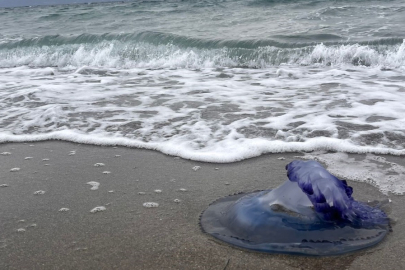 Mudanya kıyılarına mavi denizanaları vurdu