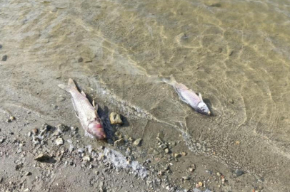 Bursa'da gölette balık ölümleri meydana geldi