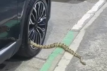 Bursa’da otomobilin jantından yılan çıktı