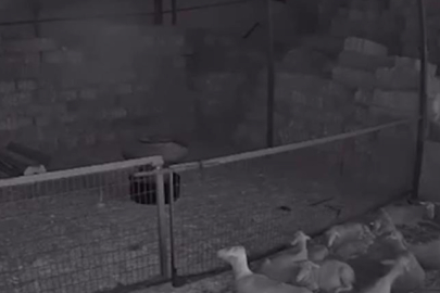 Bursa'da ahır ve samanlık yangını: 170 hayvan telef oldu