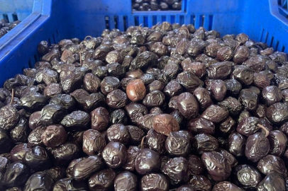 Her 6 sofralık zeytinden birini Bursa ve Balıkesir üretecek