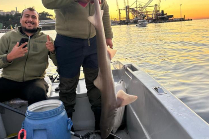 Gemlik Körfezi'nde balıkçıların oltasına köpek balığı takıldı