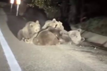 Uludağ'da anne ayı yavrularını emzirirken görüntülendi